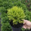 Туя західна Міріам / Thuja occidentalis Mirjam (D=15-20 см) 2279