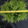 Туя західна Селена / Thuja occidentalis Selena (діаметр 30 см) 1985