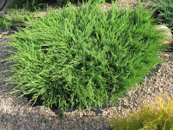 Ялівець горизонтальний Андорра Компакт / Juniperus horizontalis Andorra Compact (70-80 см.)