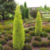 Ялівець звичайний Голд Коне / Juniperus communis ‘Gold Cone’ (40-45см.)
