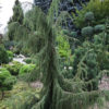 Ялівець звичайний Хорстманн / Juniperus communis ‘Horstmann’ (80-100 см.)
