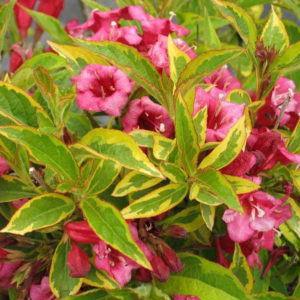 Вейгела квітуча Брігела / Weigela florida Brigela (25-40см.)