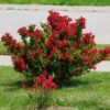 Вейгела квітуча Ред Принц / Weigela florida Red Prince (50-70см.) 2758
