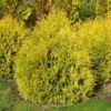 Туя західна Рейнголд / Thuja occidentalis Rheingoldд (45-50 см.) 1990