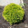 Туя західна Міріам / Thuja occidentalis Mirjam (D=15-20 см)