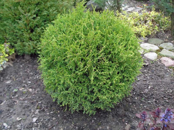 Туя західна  Літл Чемпіон / Thuja occidentalis Little Champion (D-40-50 см. )