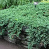 Ялівець горизонтальний Вілтоні / Juniperus horizontalis Wiltonii (25-30 см.)