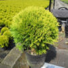 Туя західна Міріам / Thuja occidentalis Mirjam (D=15-20 см) 2273
