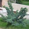Ялівець лускатий ‘Меєрі’ / Juniperus squamata ‘Meyeri’ (0.8-1м.)