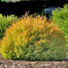 Туя західна Рейнголд / Thuja occidentalis Rheingoldд (45-50 см.)