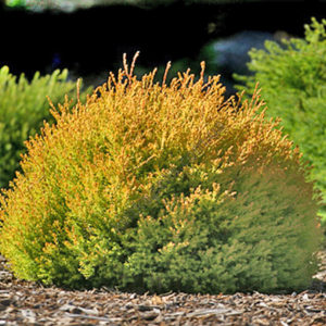 Туя західна Рейнголд / Thuja occidentalis Rheingoldд (45-50 см.)