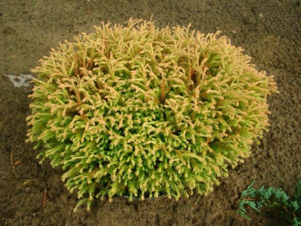 Туя західна Голден Таффет / Thuja occidentalis Golden Tuffet (35-40 см.)