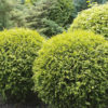 Туя західна Голден Глоб / Thuja occidentalis Golden Globe (діаметр – 35 см) 2238