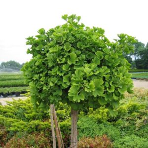 Гінкго Білоба / Ginkgo biloba (60-80см.)