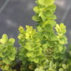 Барбарис Тунберга Марія / Berberis thunbergii Maria (40-60см.) 2125