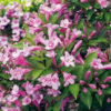 Вейгела квітуча рожева / Weigela florida Pink (50-70см.) 4842