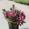 Вейгела квітуча Мінор Блек / Weigela florida Minor Black (25-40см.) 2743