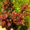Барбарис Тунберга Голден Рінг / Berberis thunbergii Golden Ring (40-60см.) 2723