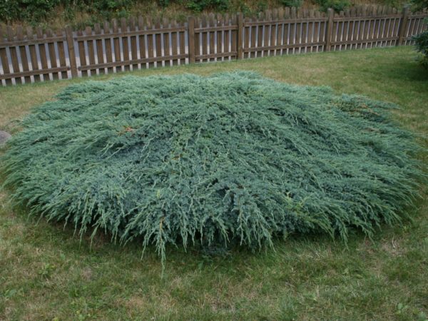 Ялівець лускатий Блу Карпет / Блю Карпет / Juniperus squamata Blue Carpet (60см.)