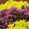 Вейгела квітуча Мінор Блек / Weigela florida Minor Black (25-40см.) 2741