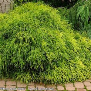 Кипарисовик горіхоплідний Філіфера Ауреа Нана / Chamaecyparis pisifera ‘Filifera Aurea Nana’ (40-60 см.)