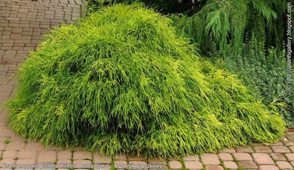 Кипарисовик горіхоплідний Філіфера Ауреа Нана / Chamaecyparis pisifera ‘Filifera Aurea Nana’ (40-60 см.)