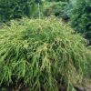 Кипарисовик горіхоплідний Філіфера Нана / Chamaecyparis pisifera ‘Filifera Nana’ (40-60 см.)