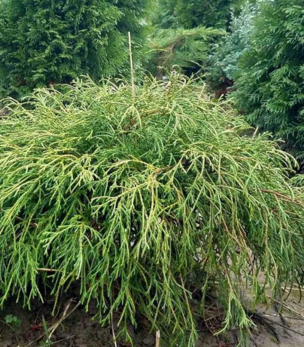 Кипарисовик горіхоплідний Філіфера Нана / Chamaecyparis pisifera ‘Filifera Nana’ (40-60 см.)