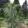 Ялівець звичайний Хорстманн / Juniperus communis ‘Horstmann’ (80-100 см.) 2734