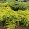 Ялівець Пфіцера ‘Голд Стар’ / Juniperus Pfitzeriana ‘Gold Star’ (40-50см.) 2086