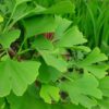 Гінкго Білоба / Ginkgo biloba (60-80см.) 2179