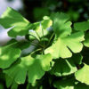 Гінкго Білоба / Ginkgo biloba (60-80см.) 2181