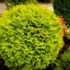 Туя західна Голден Глоб / Thuja occidentalis Golden Globe (діаметр – 35 см)