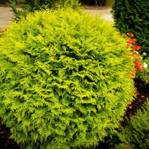 Туя західна Голден Глоб / Thuja occidentalis Golden Globe (діаметр – 35 см)