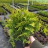 Туя західна Голден Глоб / Thuja occidentalis Golden Globe (діаметр – 35 см) 2240