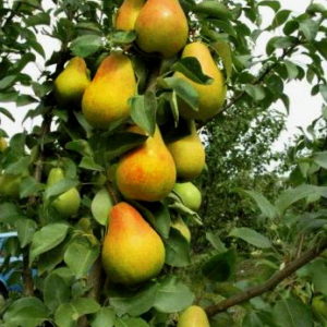 Груша Г-334 (осінній сорт)- продано