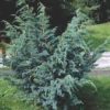 Ялівець лускатий ‘Меєрі’ / Juniperus squamata ‘Meyeri’ (0.8-1м.) 2284