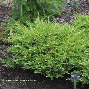 Ялівець горизонтальний ‘Андорра Варієгата’ / Juniperus horizontalis ‘Andorra Variegata’ (40-50 см.)