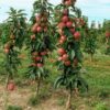 Яблуня П’єдестал (зимовий сорт) – продано 2377