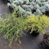 Кипарисовик горіхоплідний Філіфера Нана / Chamaecyparis pisifera ‘Filifera Nana’ (40-60 см.) 4186