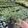 Кипарисовик горіхоплідний Філіфера Нана / Chamaecyparis pisifera ‘Filifera Nana’ (40-60 см.) 4188