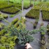 Ялівець лускатий ‘Меєрі’ / Juniperus squamata ‘Meyeri’ (0.8-1м.) 2292