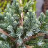 Ялівець лускатий ‘Меєрі’ / Juniperus squamata ‘Meyeri’ (0.8-1м.) 2294