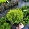 Туя західна Міріам / Thuja occidentalis Mirjam (D=15-20 см) 2275