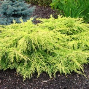 Ялівець Пфіцера ‘Голд Стар’ / Juniperus Pfitzeriana ‘Gold Star’ (40-50см.)