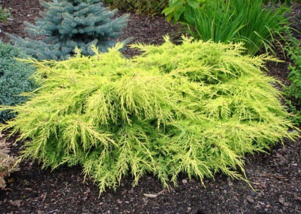 Ялівець Пфіцера ‘Голд Стар’ / Juniperus Pfitzeriana ‘Gold Star’ (40-50см.)