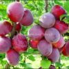 Слива Стелла – продано 2462