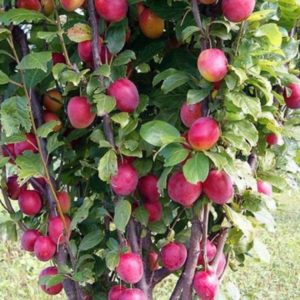 Слива Стелла – продано