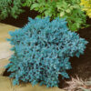 Ялівець лускатий Блю Стар (Блу Стар) / Juniperus squamata Blue Star (20 см.) 5074