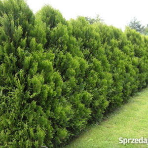 Туя складчаста Корнік / Thuja plicata Kornik (70-80 см.)